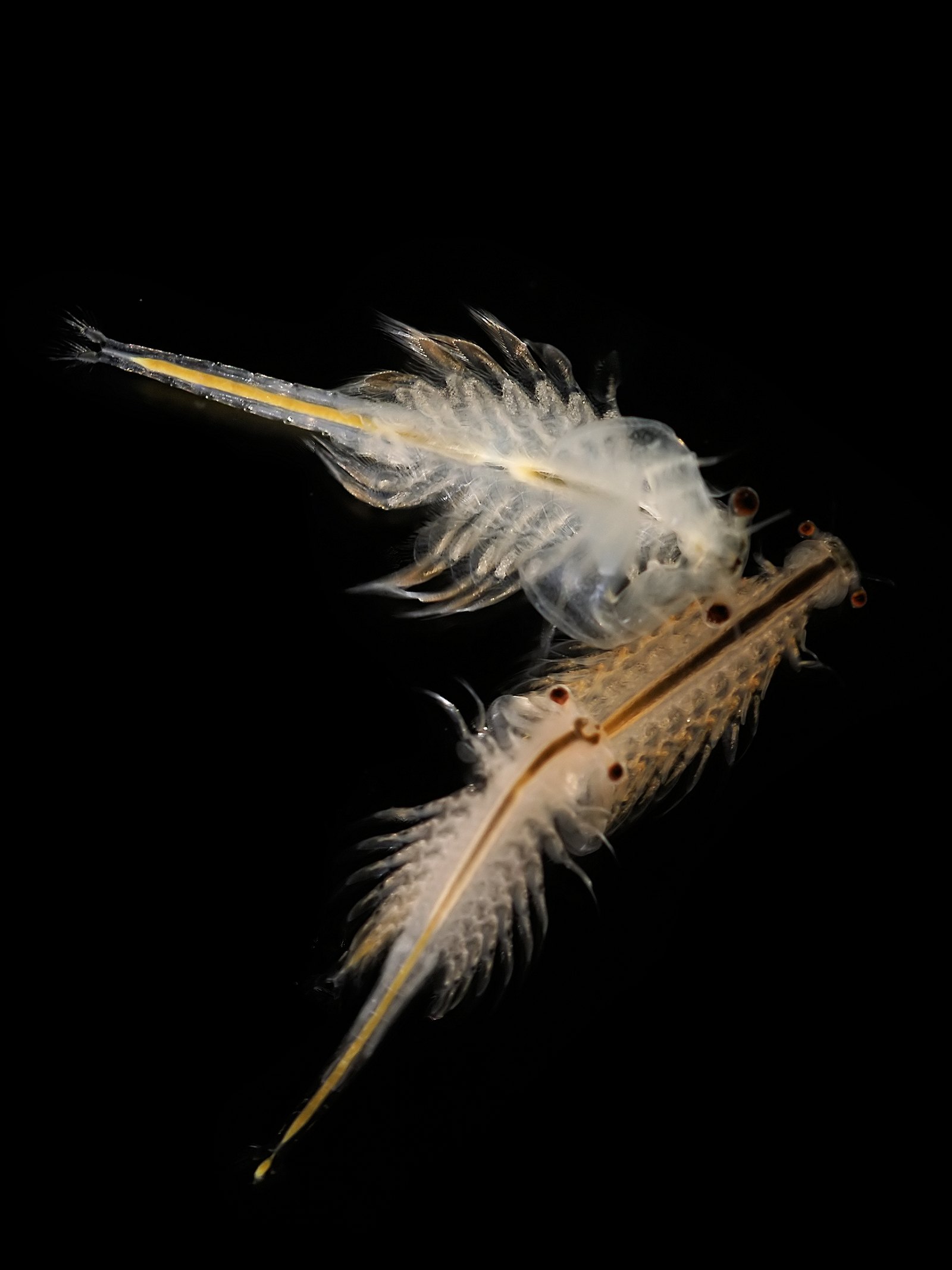 Artemia salina, pakan hidup untuk cupang