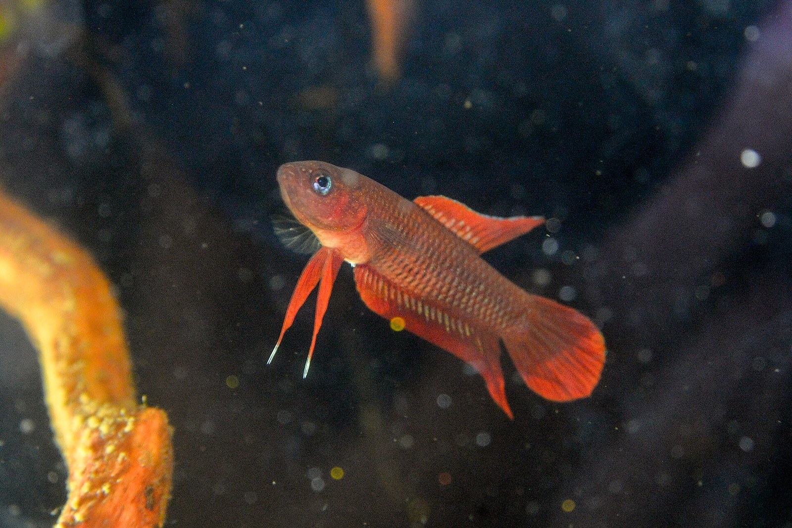 Betta burdigala