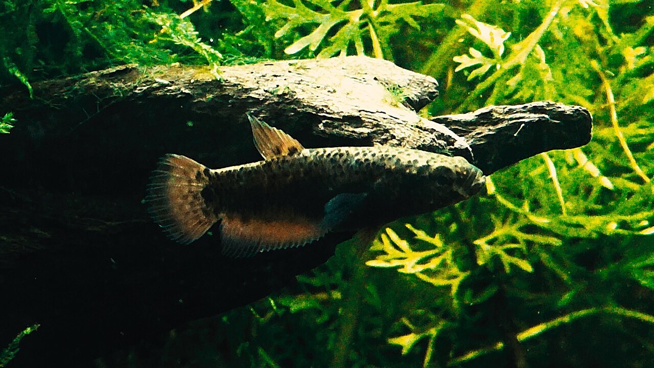 Betta channoides