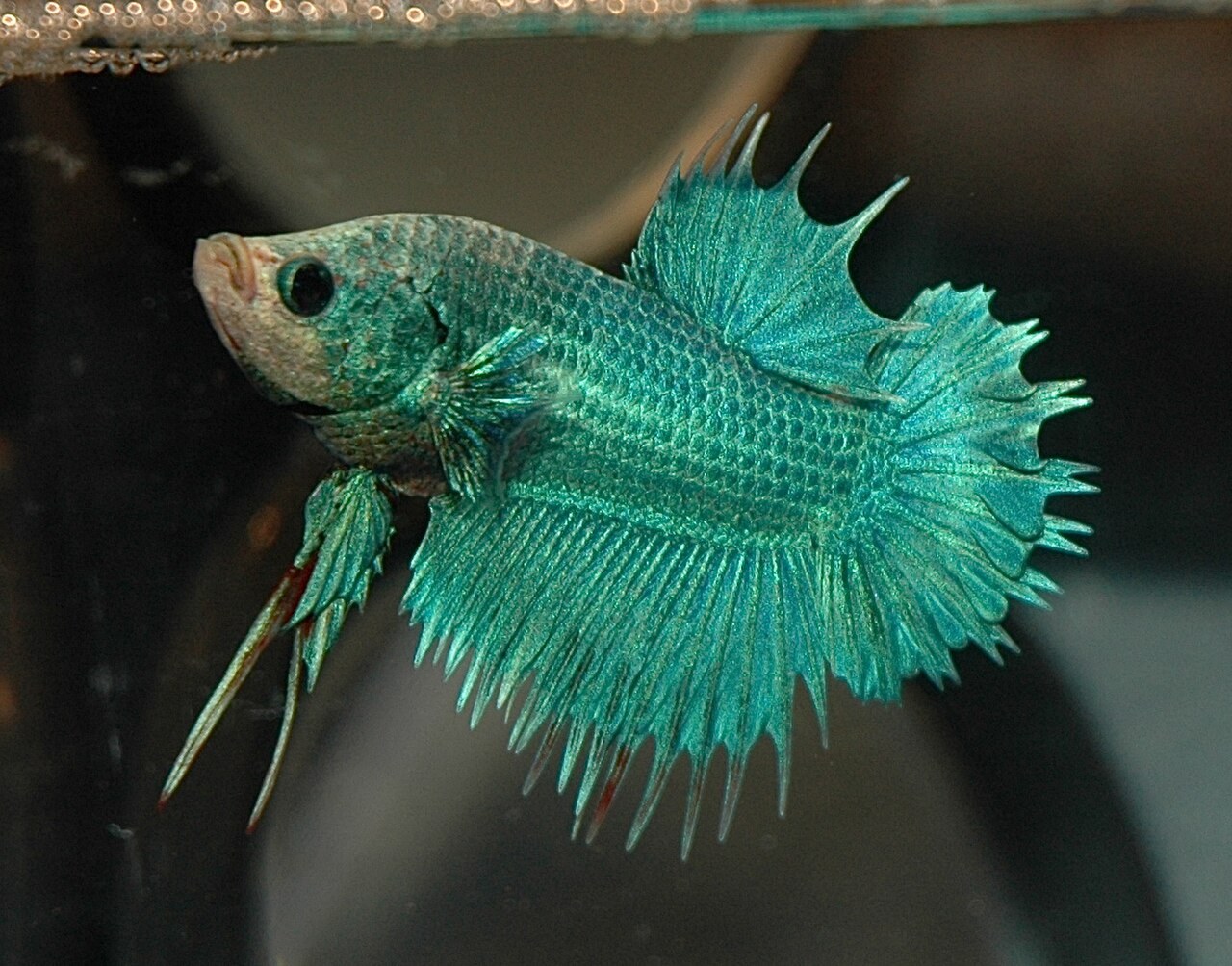 Crowntail