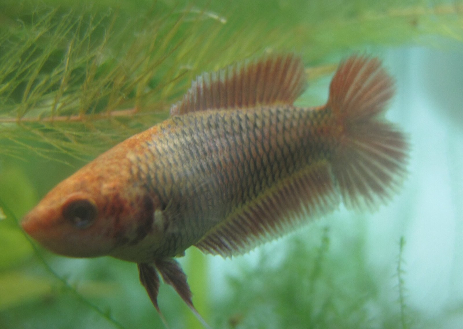 Double tail