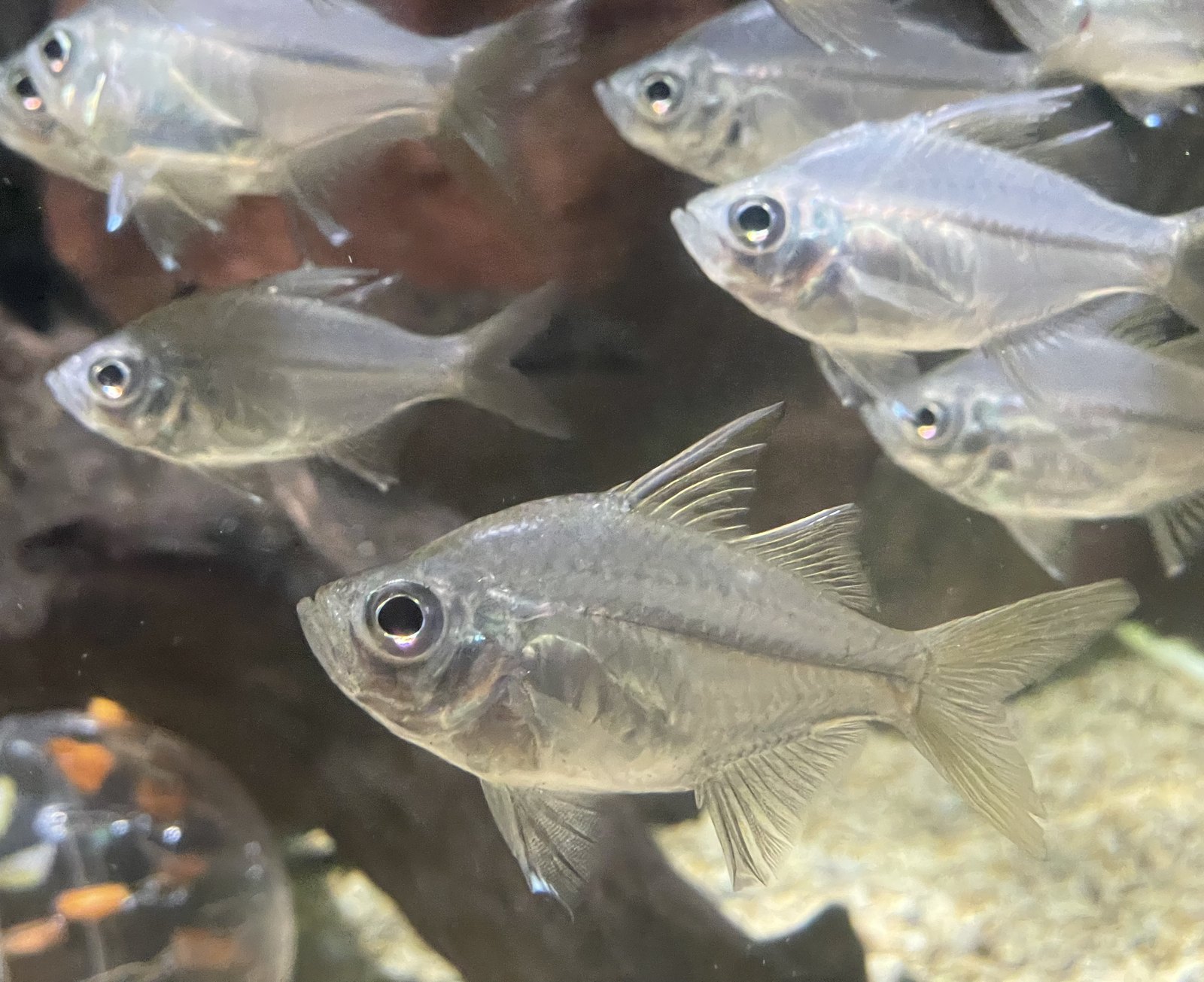 Ikan kaca alami — kanvas yang sering dijadikan sasaran suntik pewarna