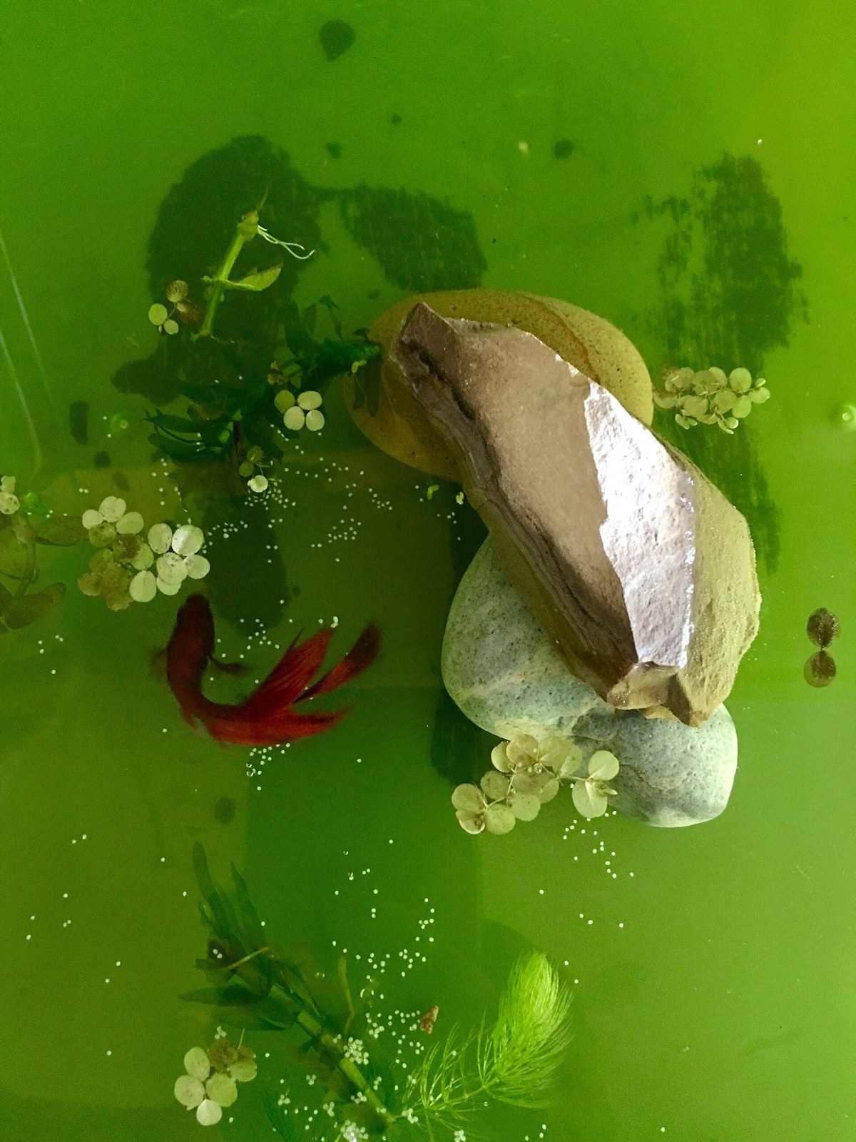 Jantan Betta splendens di akuarium bertanaman, dekat permukaan