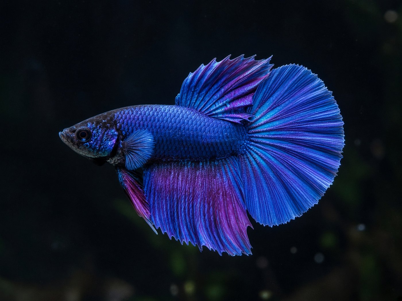 Halfmoon