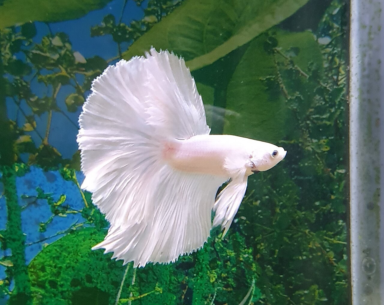 Halfmoon