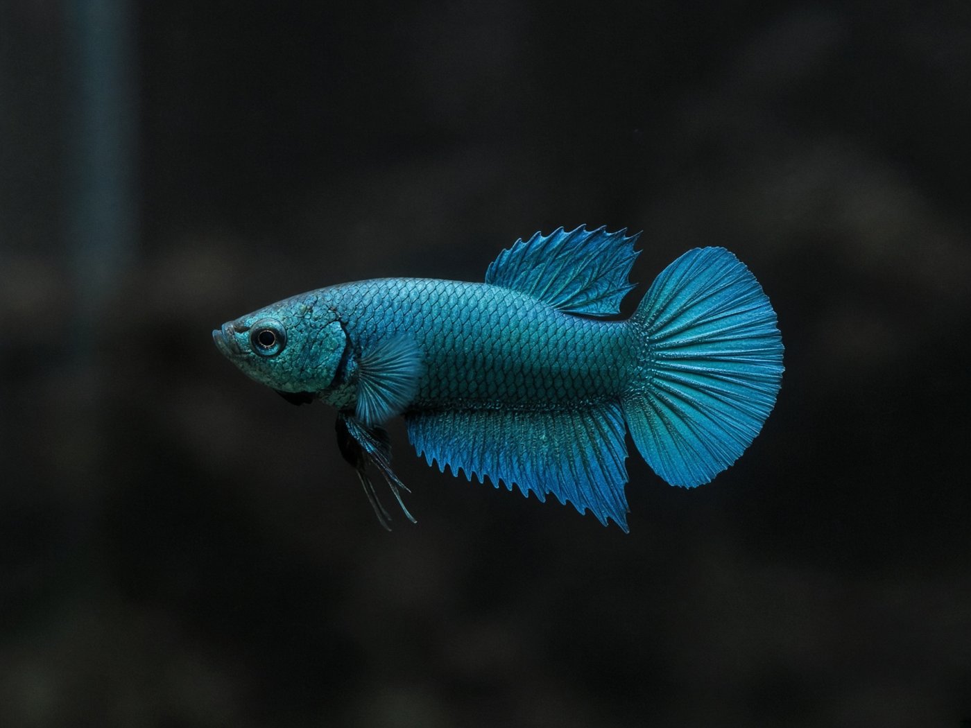 Halfmoon plakat