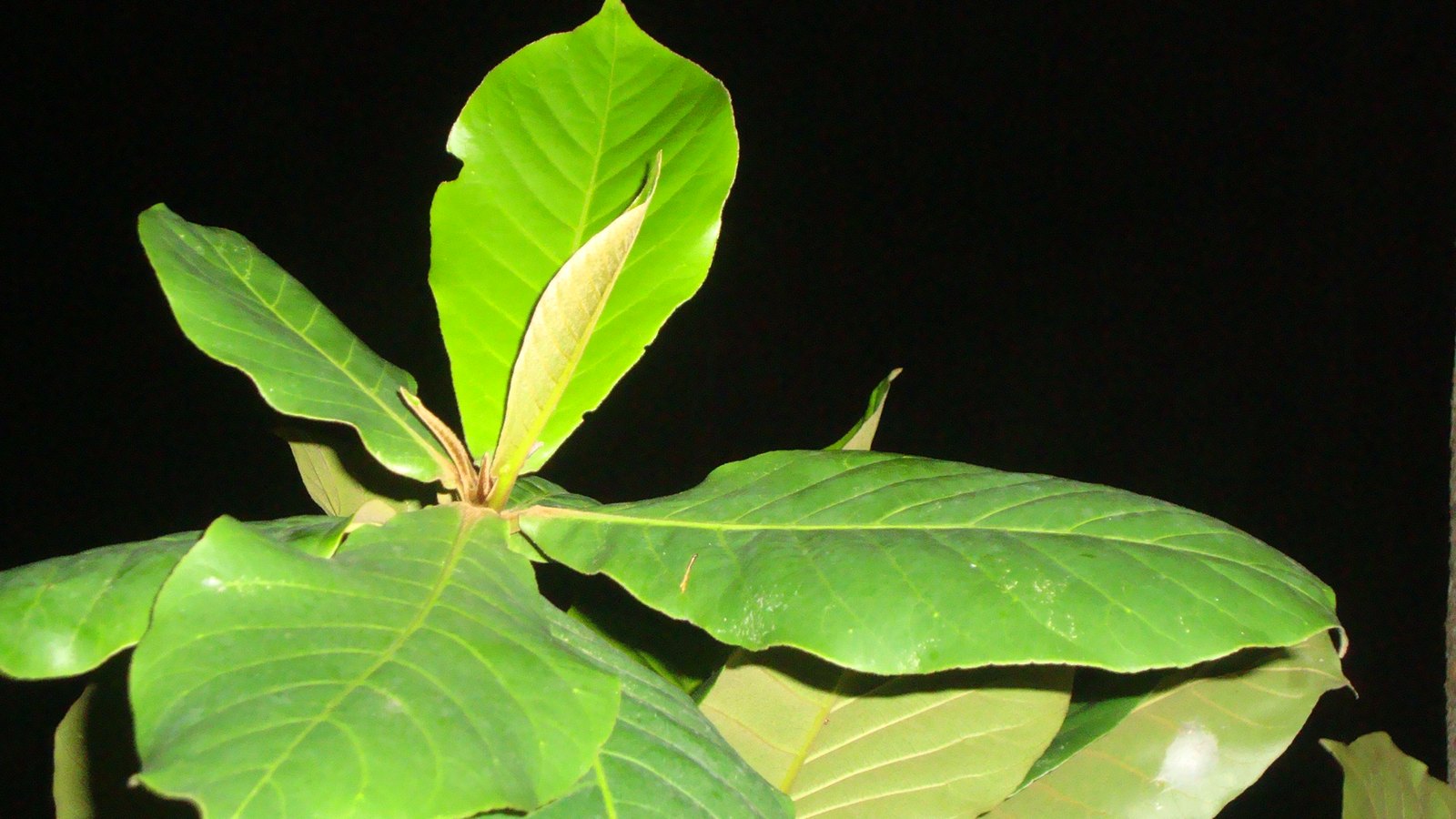 Daun ketapang (Terminalia catappa)