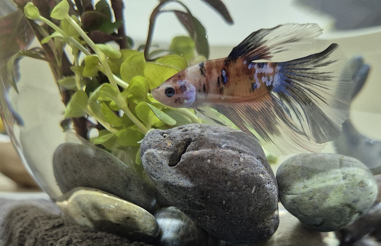 Koi