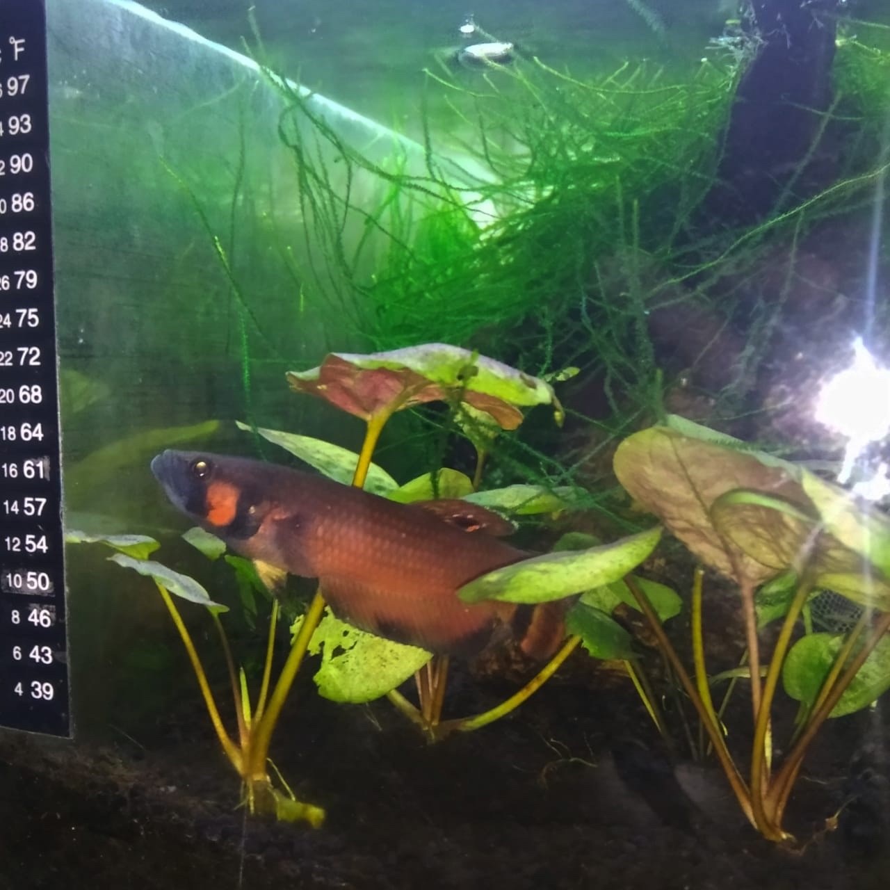 Betta macrostoma