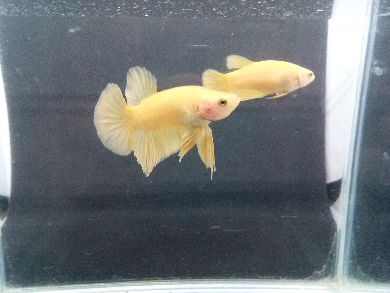 Kuning & nanas