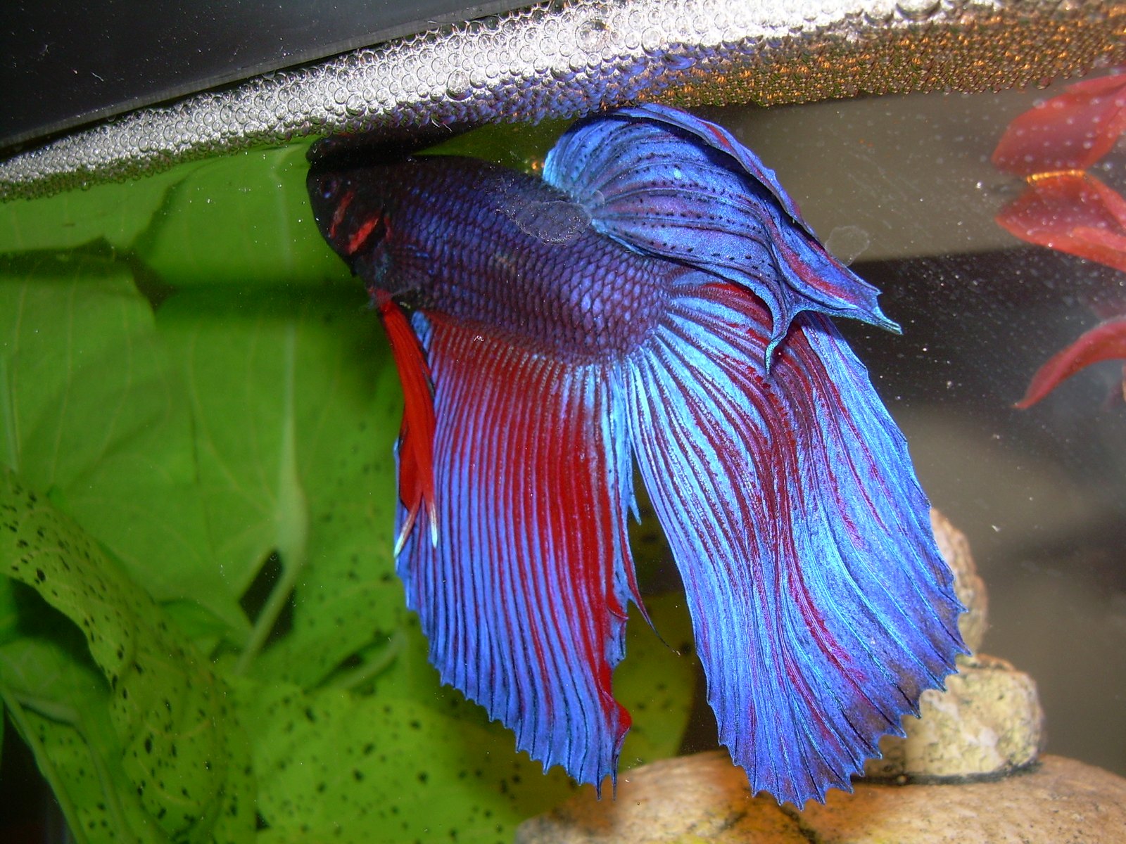 Jantan Betta splendens menjaga sarang busa