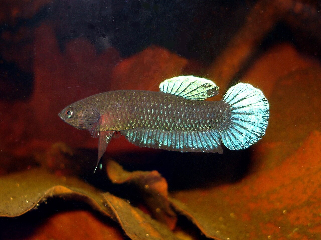 Betta persephone
