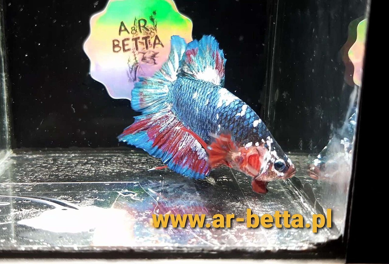 Plakat tradisional