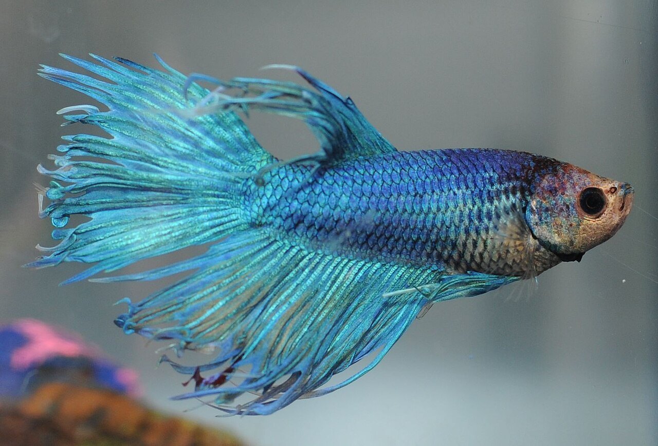 Biru royal