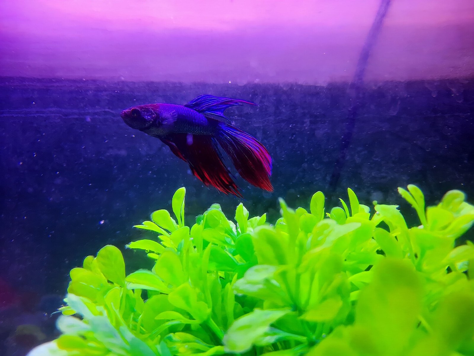 Veiltail