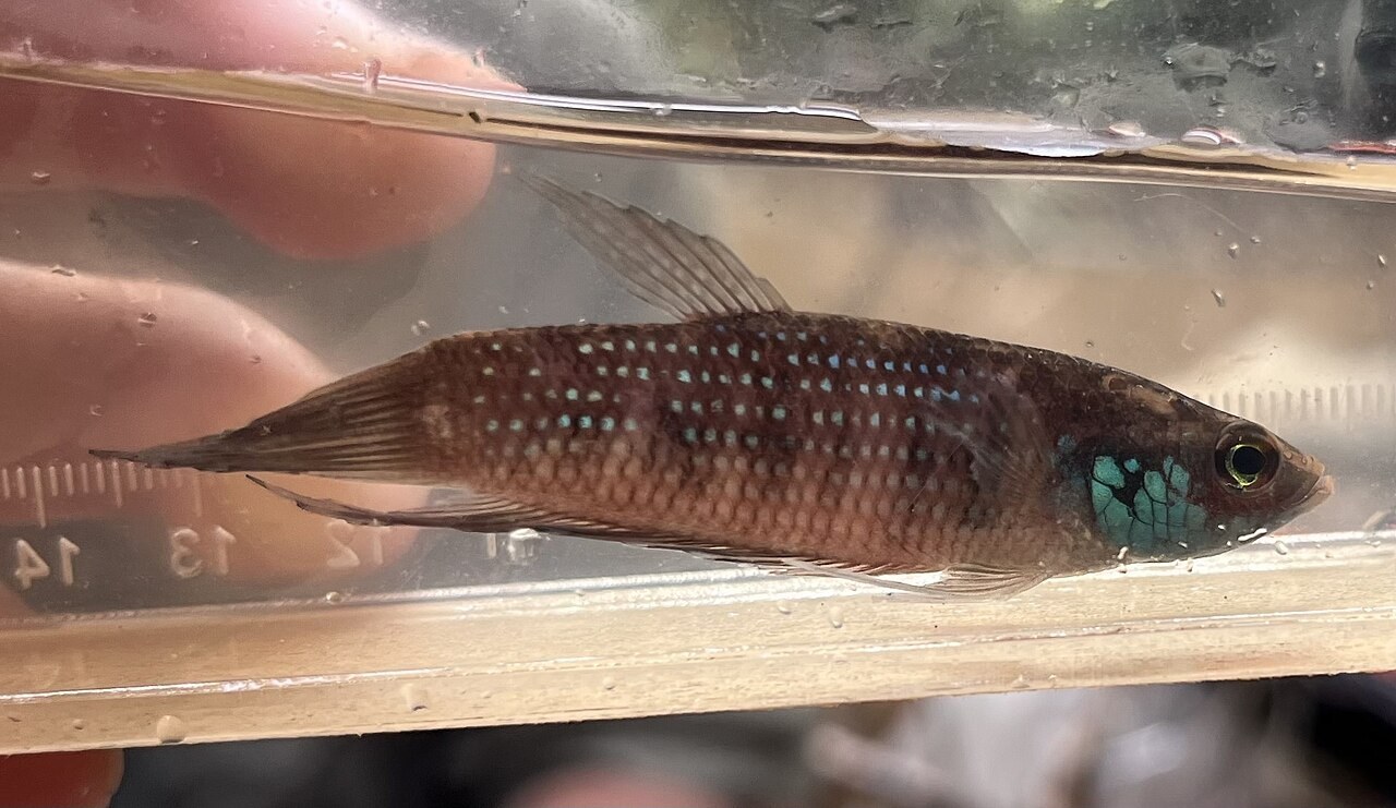 Betta splendens